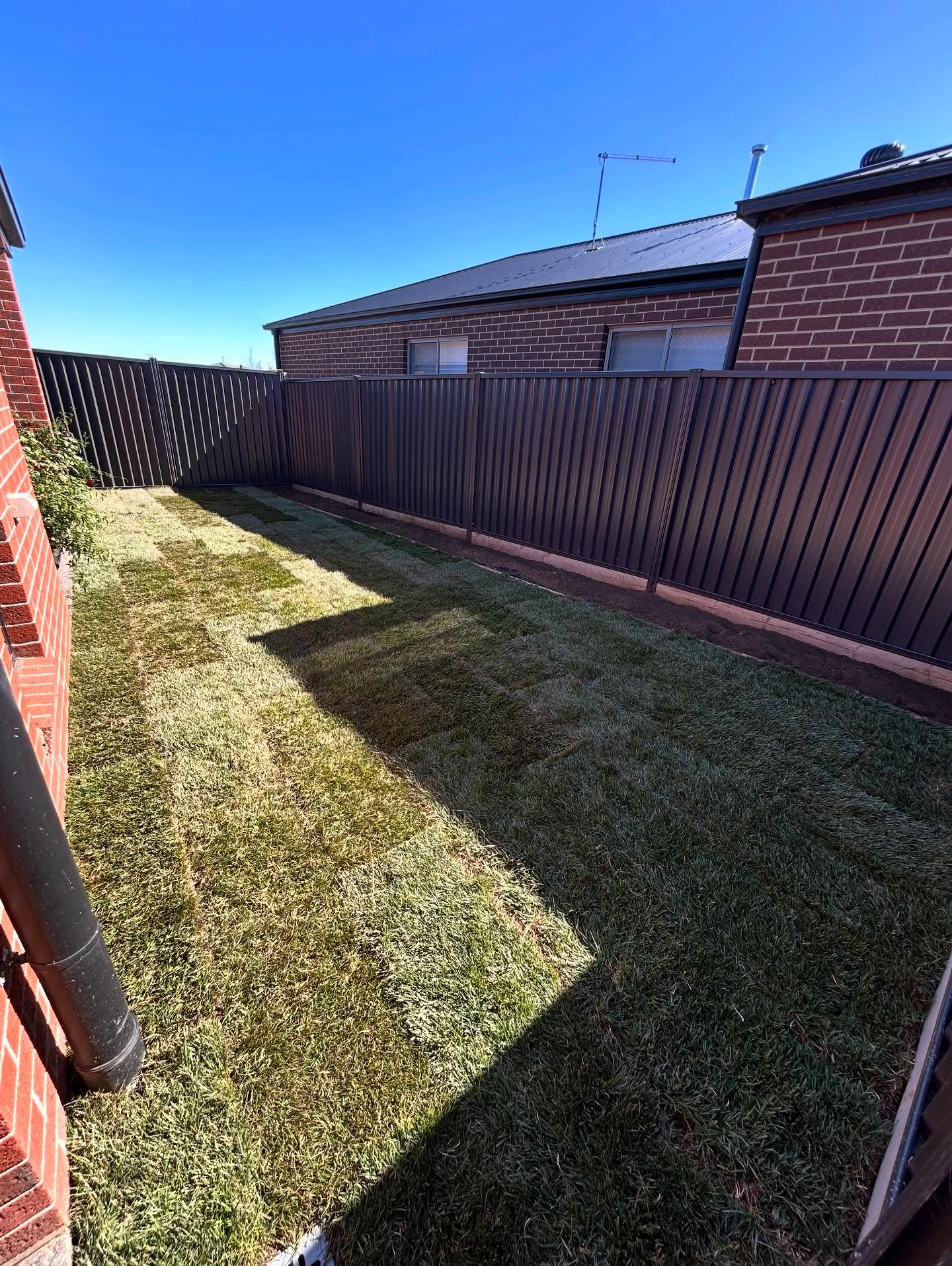 Tall fescue front and side yard / 3